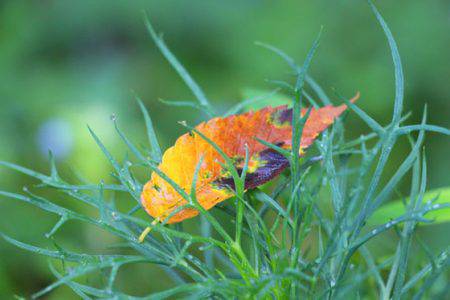 小菅トラウトガーデン 釣果