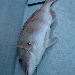 遊漁船ブルーウッズ 釣果