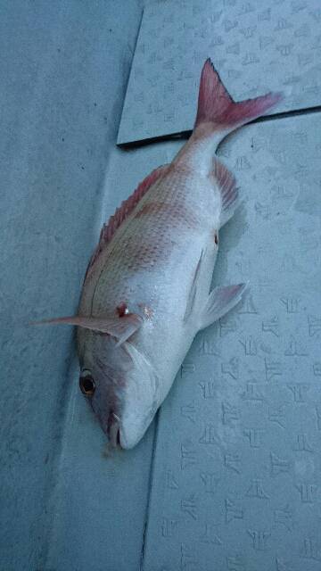 遊漁船ブルーウッズ 釣果