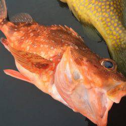 寿裕 (YOSHIHIRO) 釣果