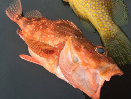 寿裕 (YOSHIHIRO) 釣果