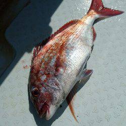 遊漁船ブルーウッズ 釣果