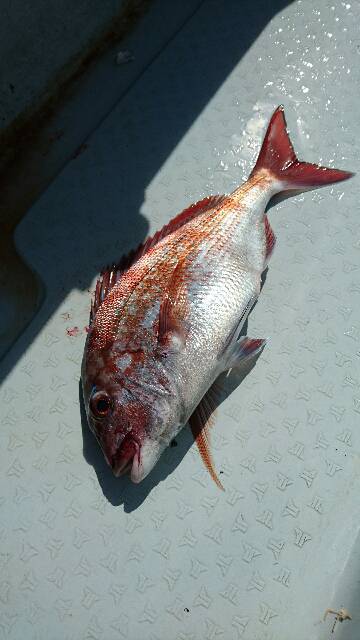 遊漁船ブルーウッズ 釣果