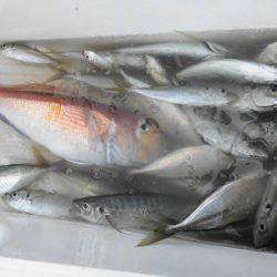 大進丸(新潟) 釣果