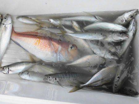 大進丸(新潟) 釣果