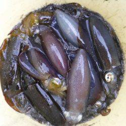 遊漁船 幸友丸 釣果