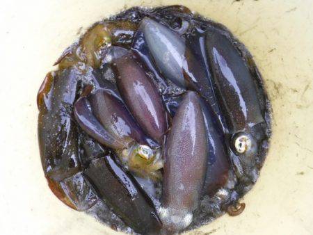 遊漁船 幸友丸 釣果