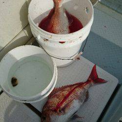 遊漁船ブルーウッズ 釣果