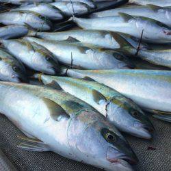 寿裕 (YOSHIHIRO) 釣果