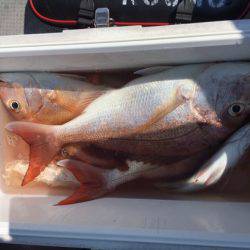 遊漁船高橋 釣果