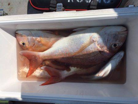 遊漁船高橋 釣果