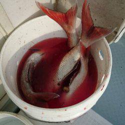 遊漁船ブルーウッズ 釣果