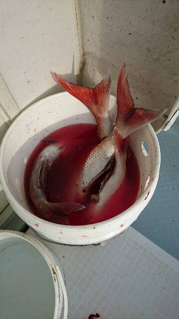 遊漁船ブルーウッズ 釣果