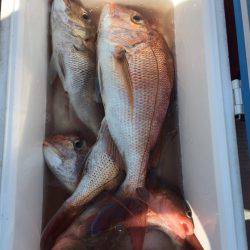 遊漁船高橋 釣果