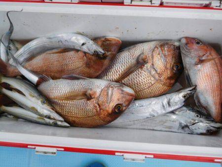海晴丸 釣果