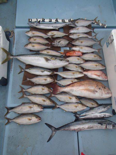 清和丸 釣果