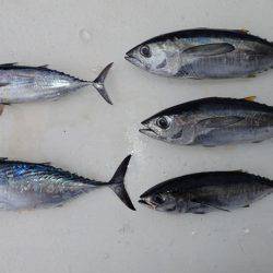 沖縄の釣船クレーンズ・鶴丸 釣果