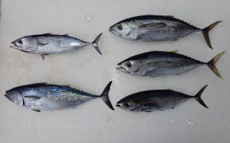 沖縄の釣船クレーンズ・鶴丸 釣果