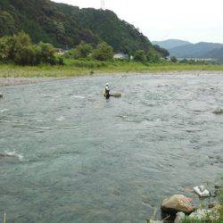 安倍川・藁科川(安倍藁科川漁業協同組合) 釣果