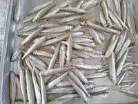 秩父フライフィールド 釣果