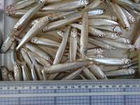 秩父フライフィールド 釣果