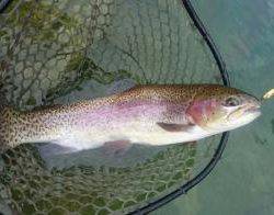 フィッシング サンクチュアリ 釣果