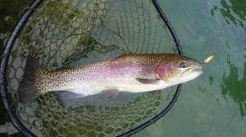 フィッシング サンクチュアリ 釣果