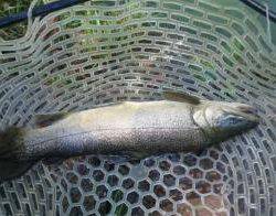 フィッシング サンクチュアリ 釣果