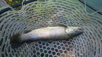 フィッシング サンクチュアリ 釣果