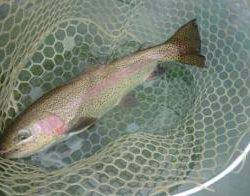 フィッシング サンクチュアリ 釣果