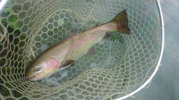 フィッシング サンクチュアリ 釣果