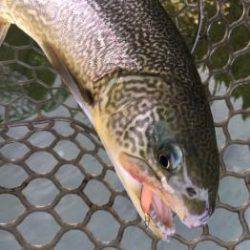 フィッシング サンクチュアリ 釣果