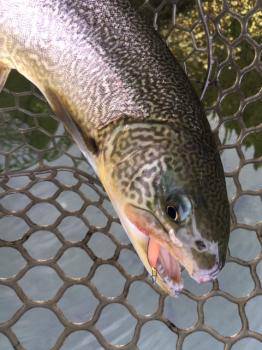 フィッシング サンクチュアリ 釣果