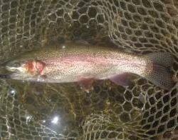 フィッシング サンクチュアリ 釣果