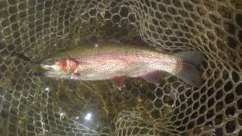 フィッシング サンクチュアリ 釣果