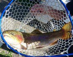 フィッシング サンクチュアリ 釣果