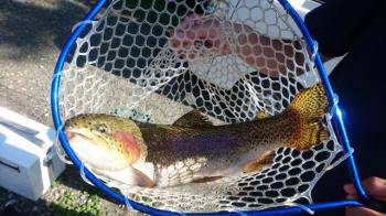 フィッシング サンクチュアリ 釣果