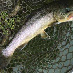 フィッシング サンクチュアリ 釣果