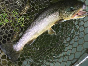 フィッシング サンクチュアリ 釣果