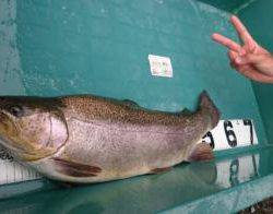 フィッシング サンクチュアリ 釣果