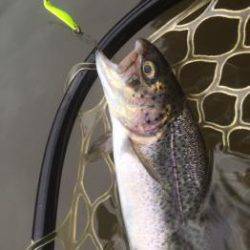 フィッシング サンクチュアリ 釣果