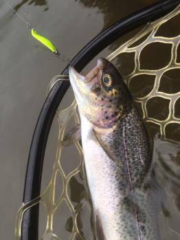 フィッシング サンクチュアリ 釣果