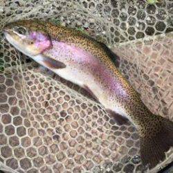 フィッシング サンクチュアリ 釣果