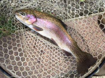 フィッシング サンクチュアリ 釣果