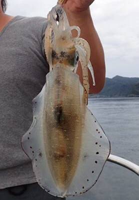 まるいち丸 ZERO-1 釣果