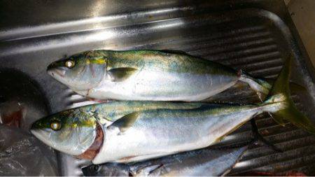 じゅん栄丸 釣果