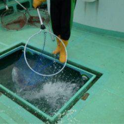 釣り堀水宝 釣果