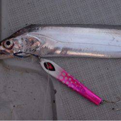 エムズジャーク（M’s JERK） 釣果