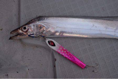 エムズジャーク（M’s JERK） 釣果