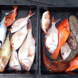 渡船屋たにぐち 釣果